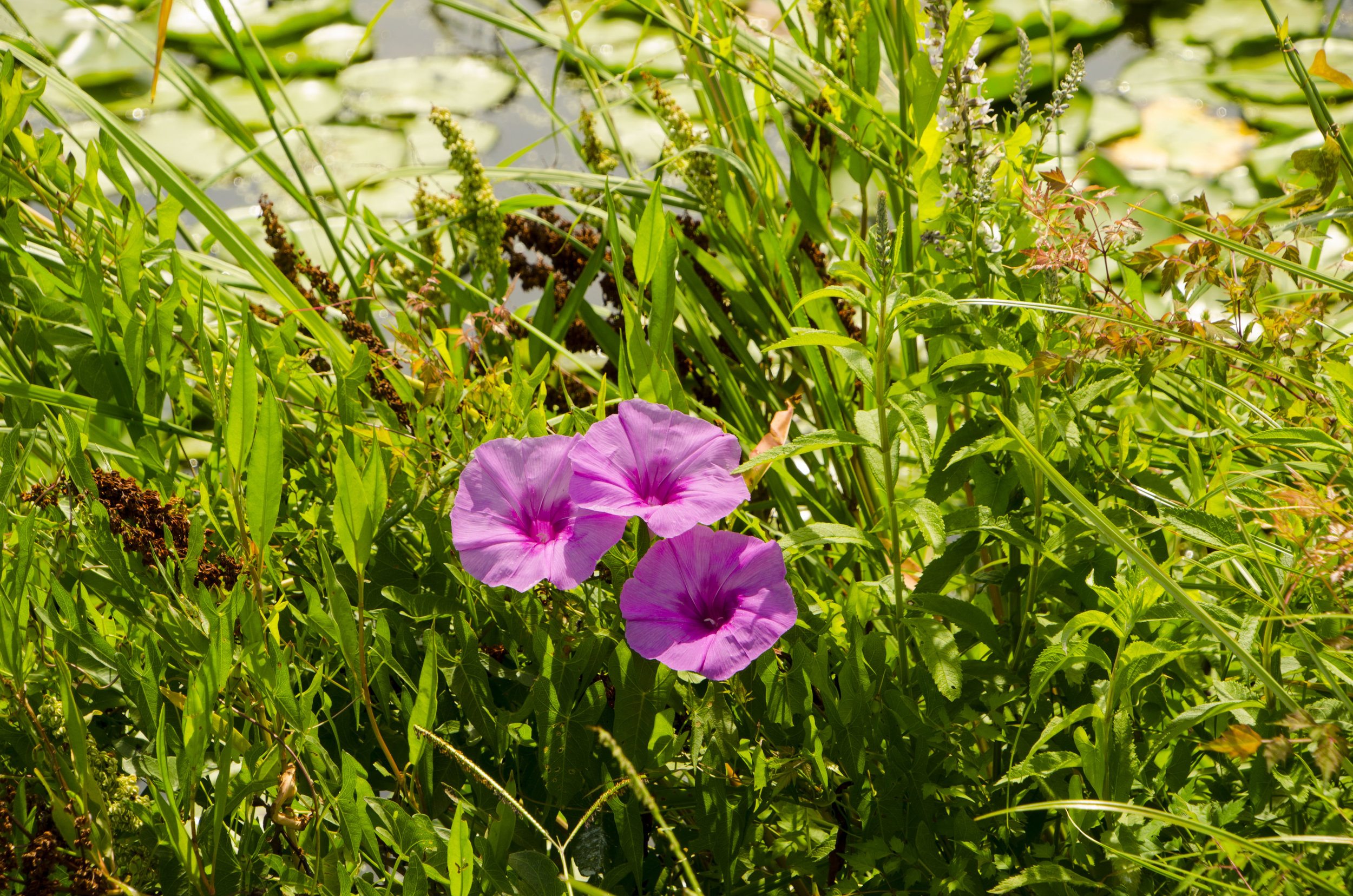  Colorful flowering vines near the upper Summerhouse Pond. 