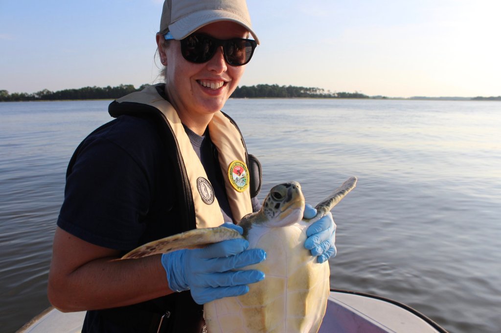 Green Sea Turtle Gets Ride Home After&nbsp;Recovery