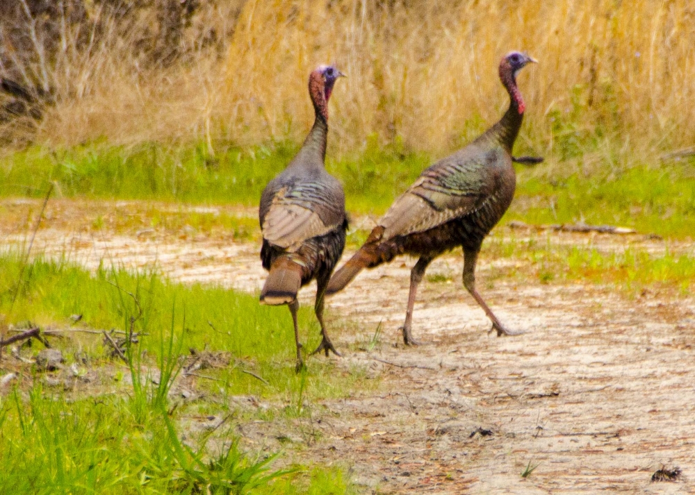 With the data collected by these amazing new research tools in the hands of wildlife managers, the future for the American Wild Turkey looks stronger than ever!