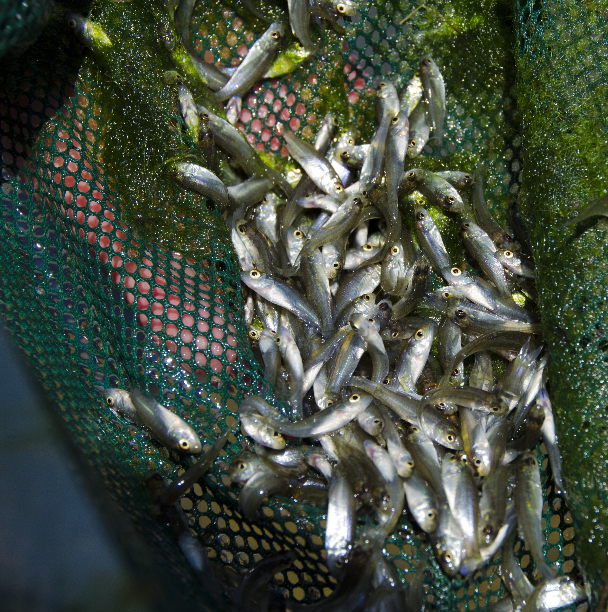 SCDNR Striper Stocking Lake Moultrie 5-27-16 by D Lucas_4.JPG