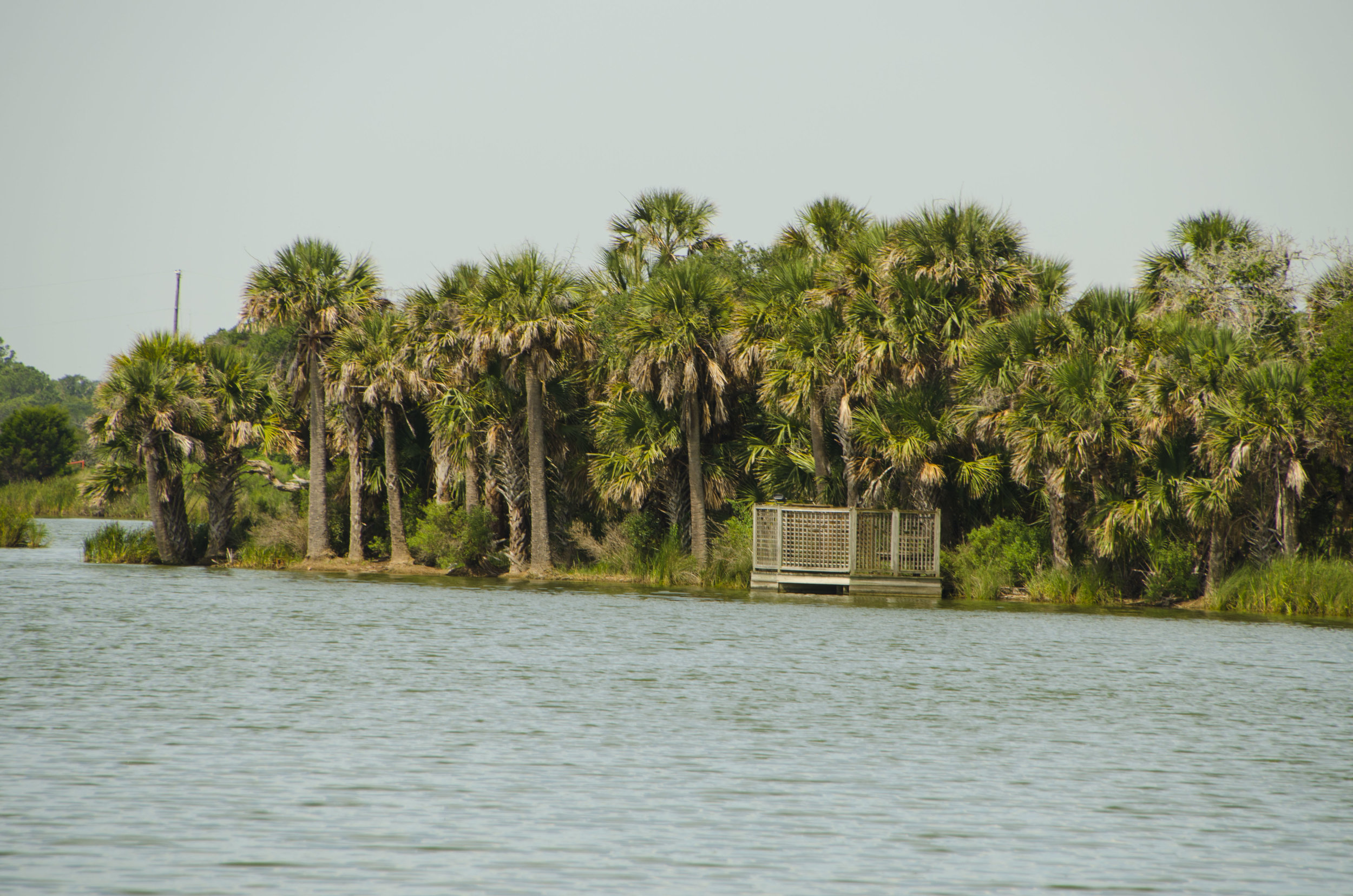  The Dave Clough Wildlife viewing platform on Upper summerhouse pond is a great birding spot. 