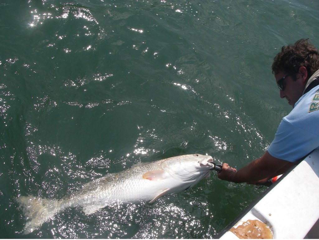 An angler pulling in a bull red drum keeps the fish in the water while dehooking it.