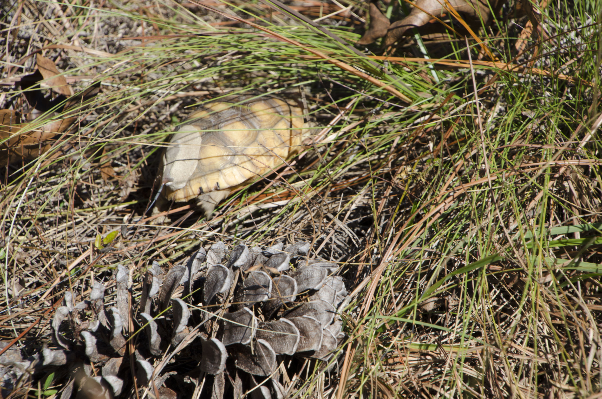 AGTHP Headstart Release by DLucas_131.JPG