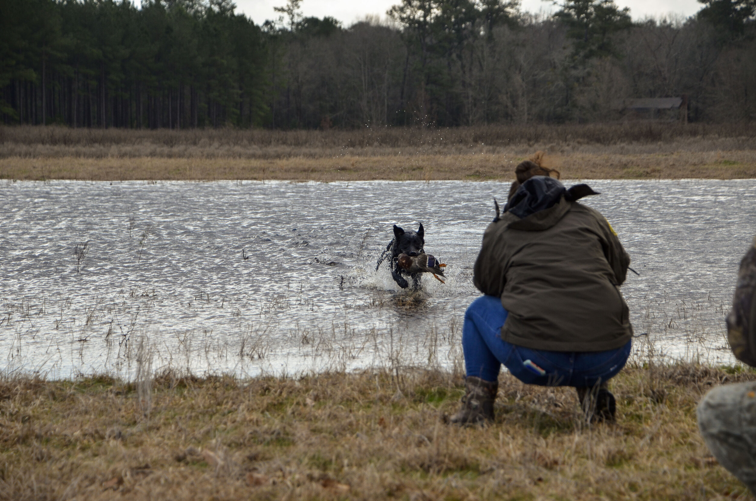 Love Farm Dog Photos_DLucas_160_1.JPG