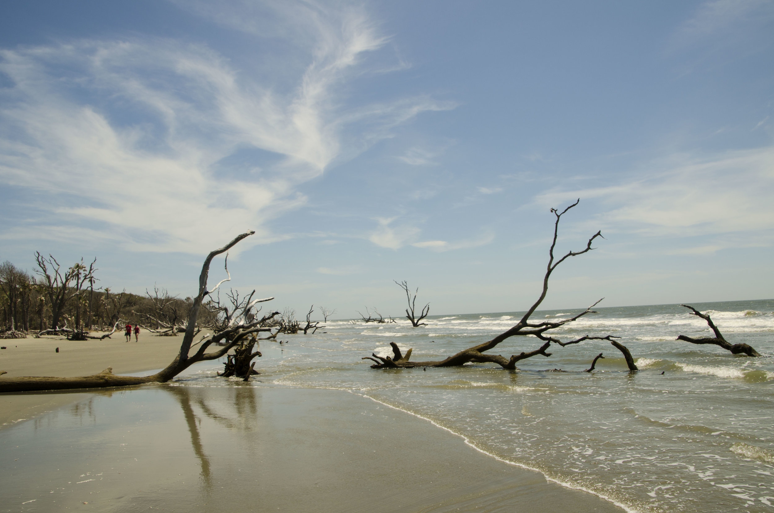 Exploring Bulls Island's miles of deserted boneyard beach.