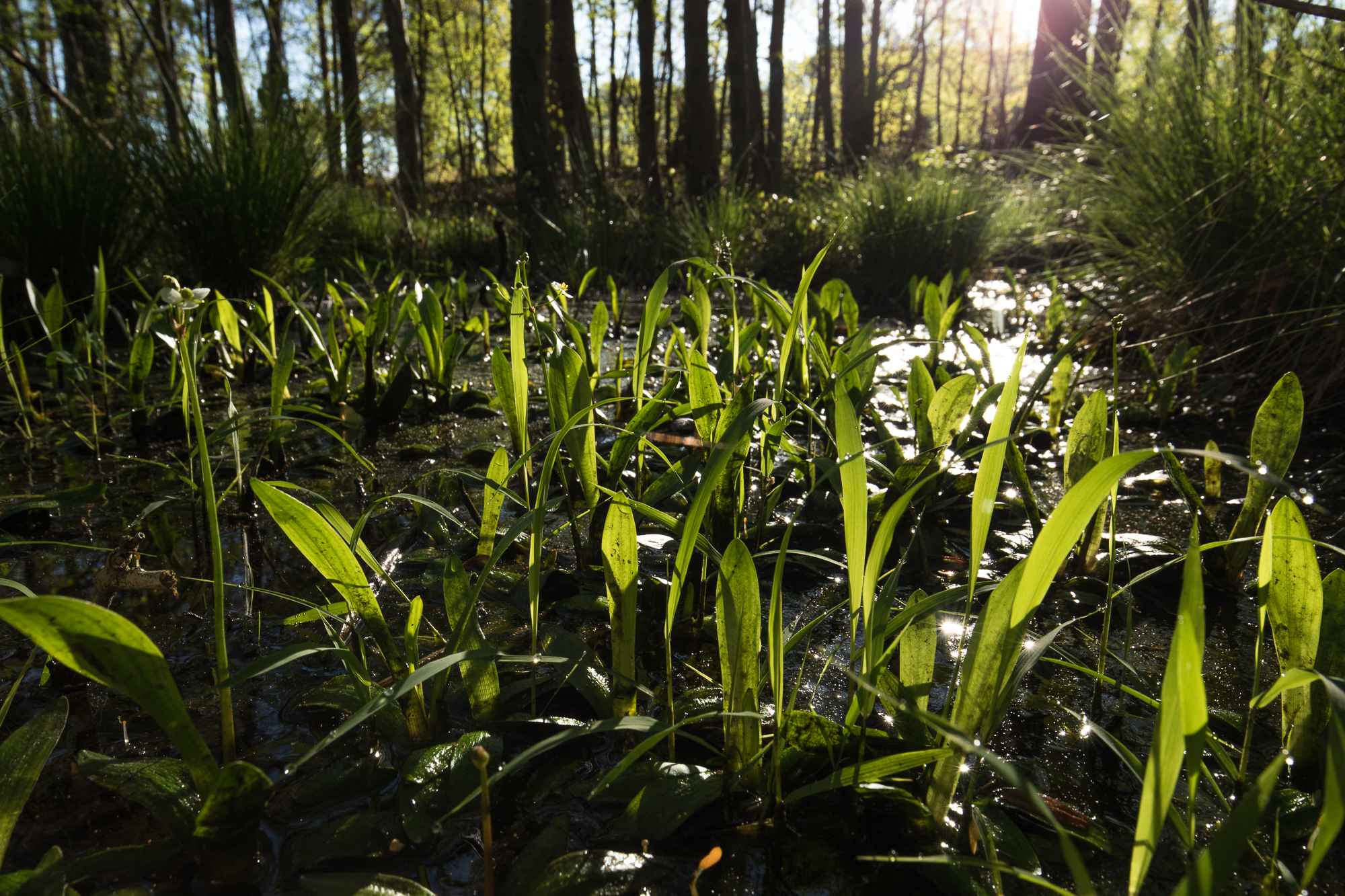 Bunched arrowhead requires a particular habitat known as “Piedmont seepage forest” that is very susceptible to damage or degradation from runoff that occurs when nearby areas are paved or disturbed. (photo courtesy Mac Stone, Naturaland Trust)