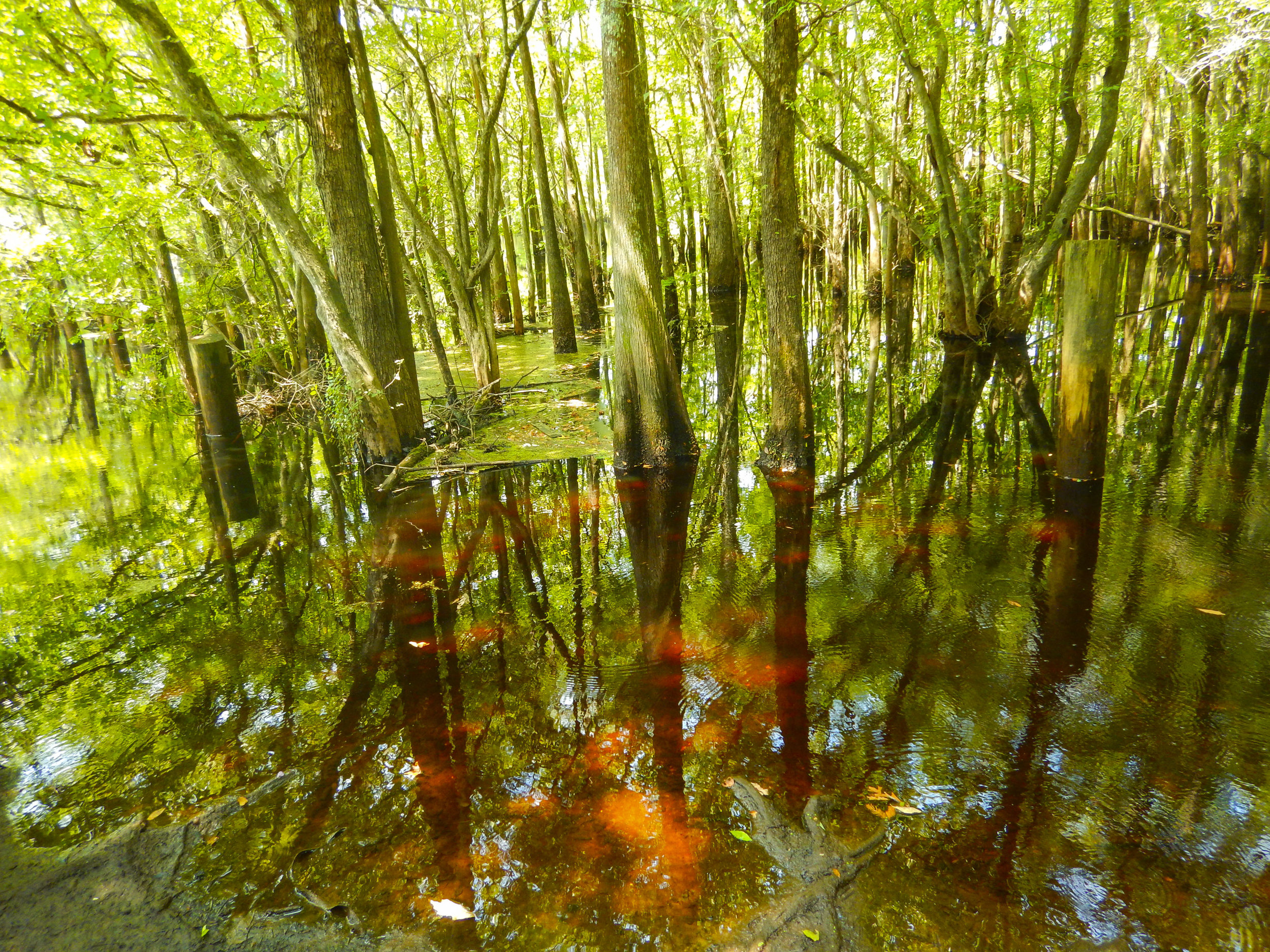  Ever hear the phrase “tea-colored” used to describe a blackwater river like the Waccamaw? 
