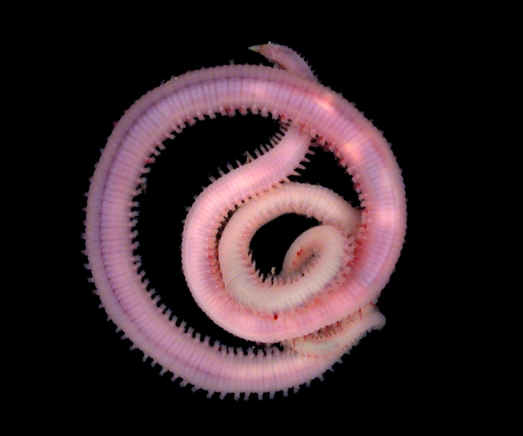 A Quadruple Header Sets the Tone for Sportin’&nbsp;Life