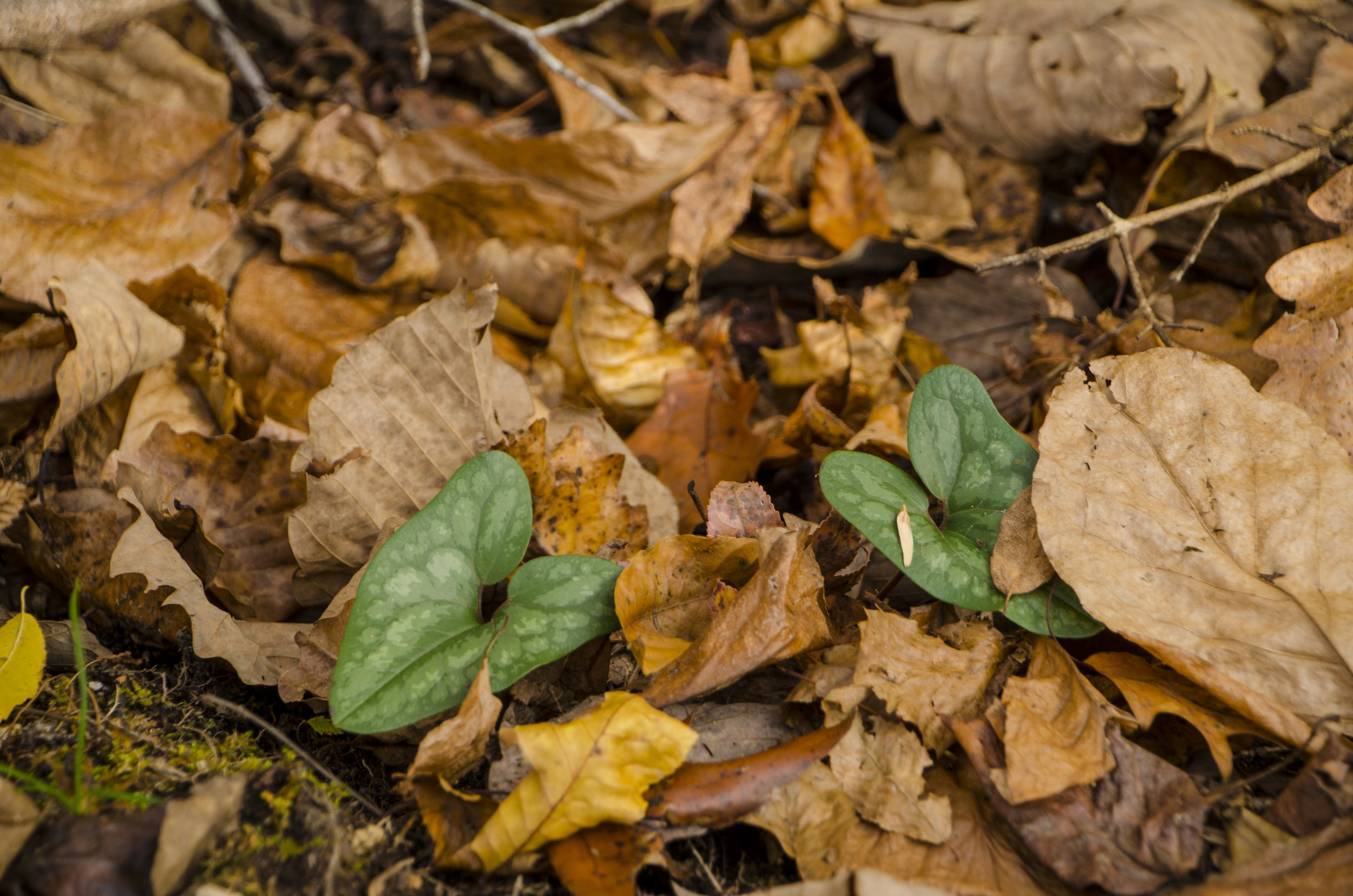 There's plenty of interesting plant life along the creek bed as well.