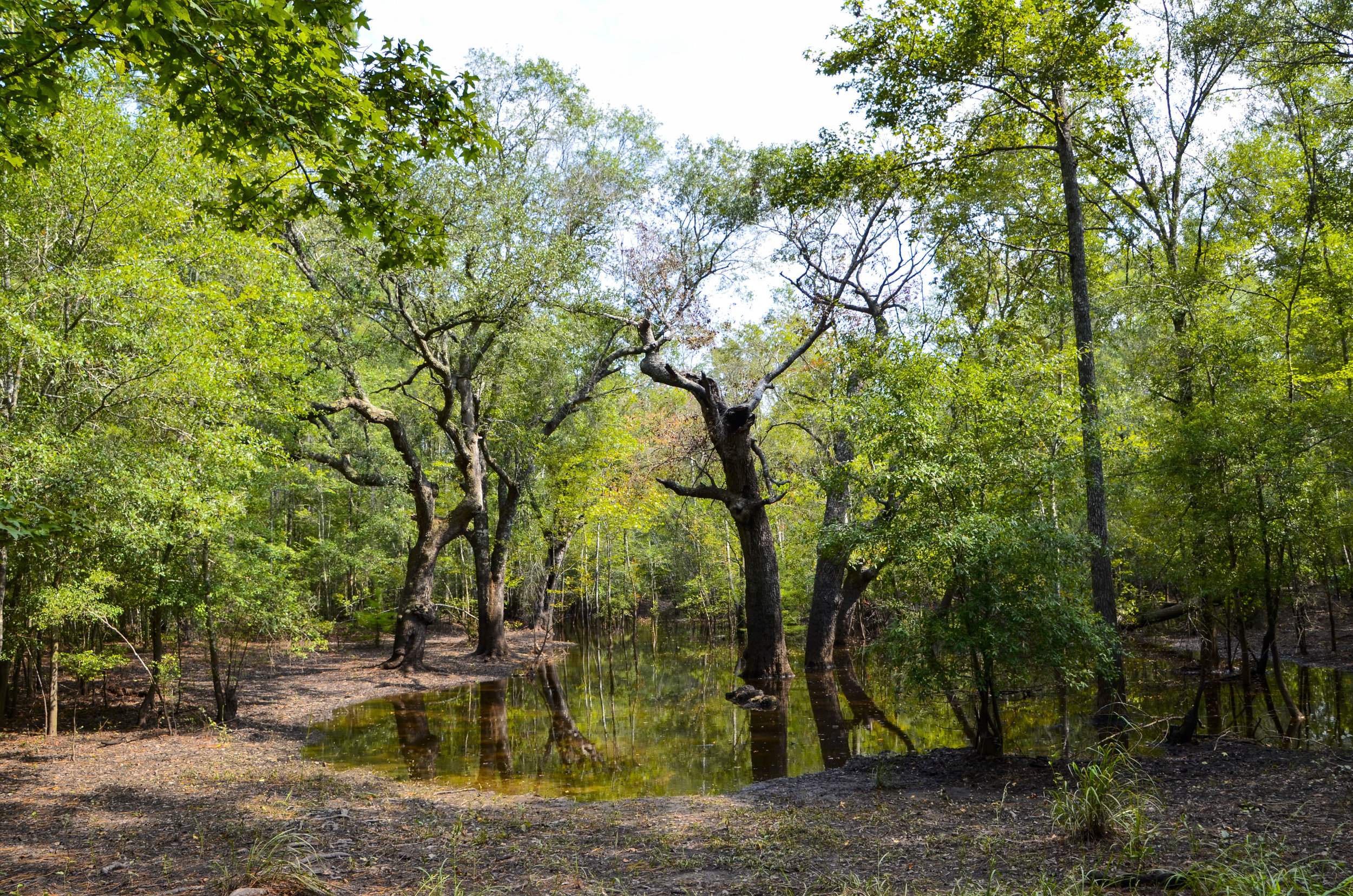  Slough entering the river channel on the trail at Big Savannah Bluff. 