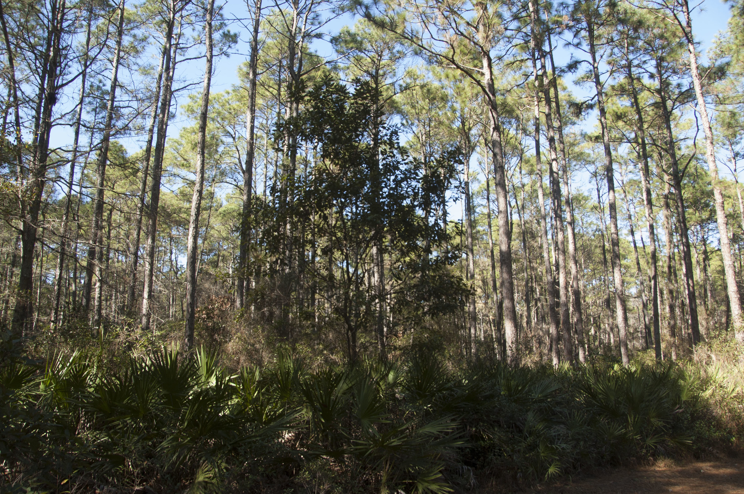 Victoria Bluff HP Trail_byDLucas_042.JPG