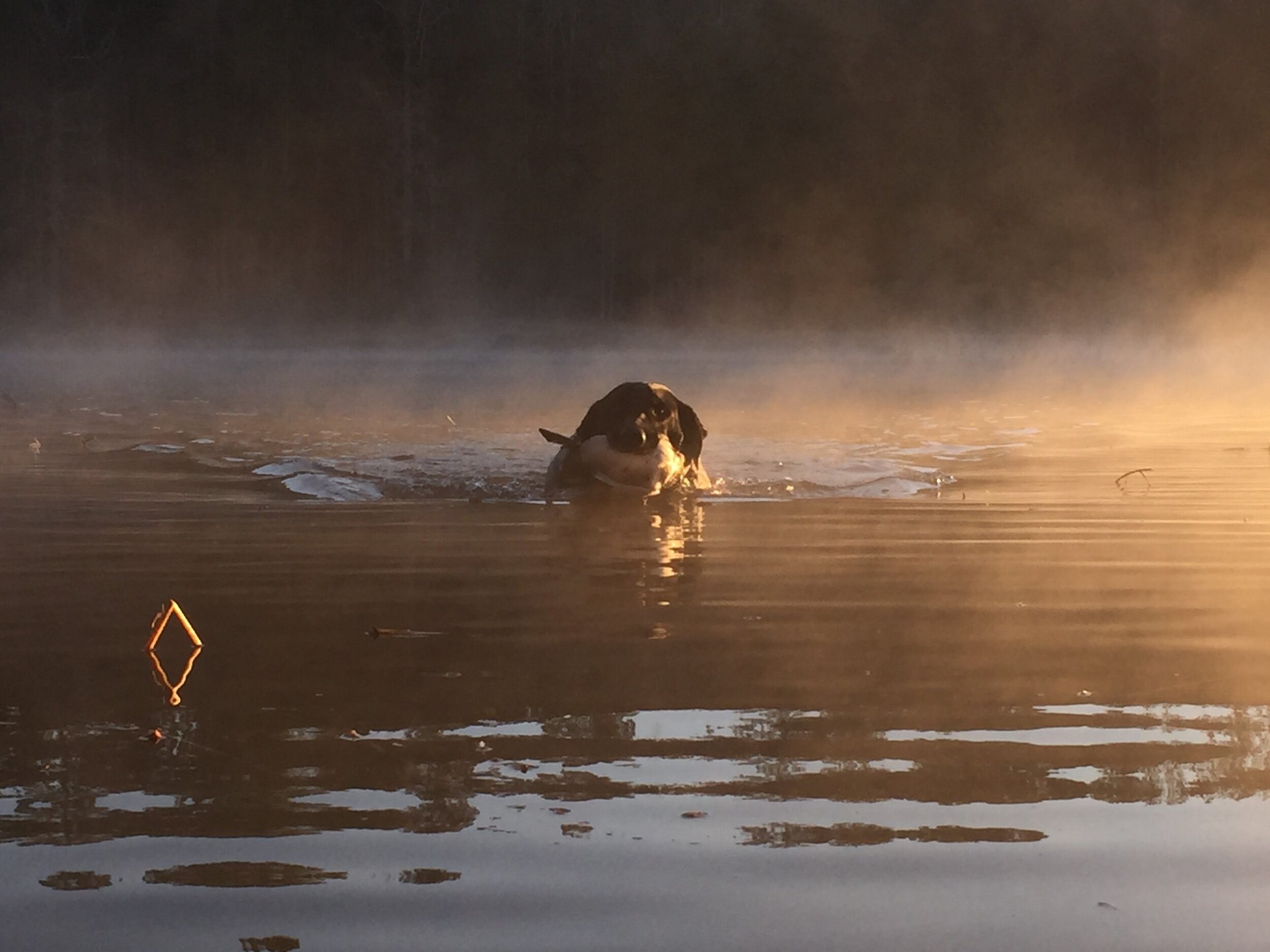 Willie Ringer Fog.jpg