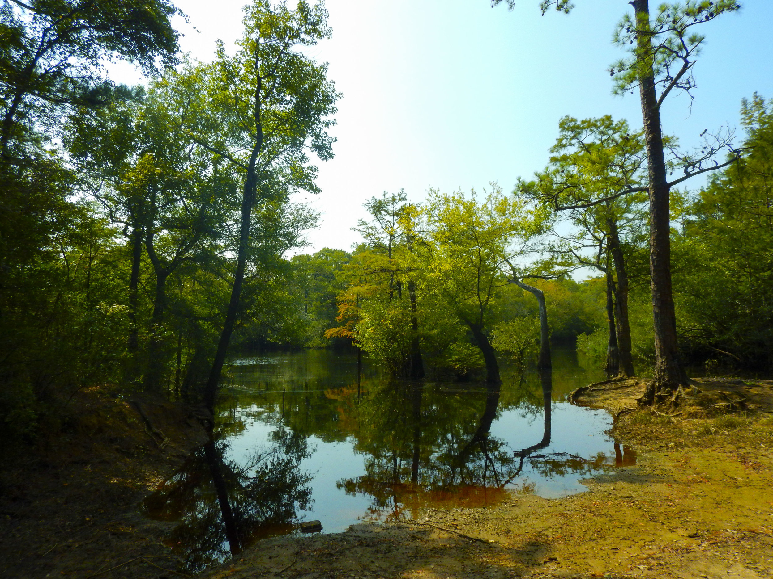  The throw-in site at Big Savannah Bluff. 