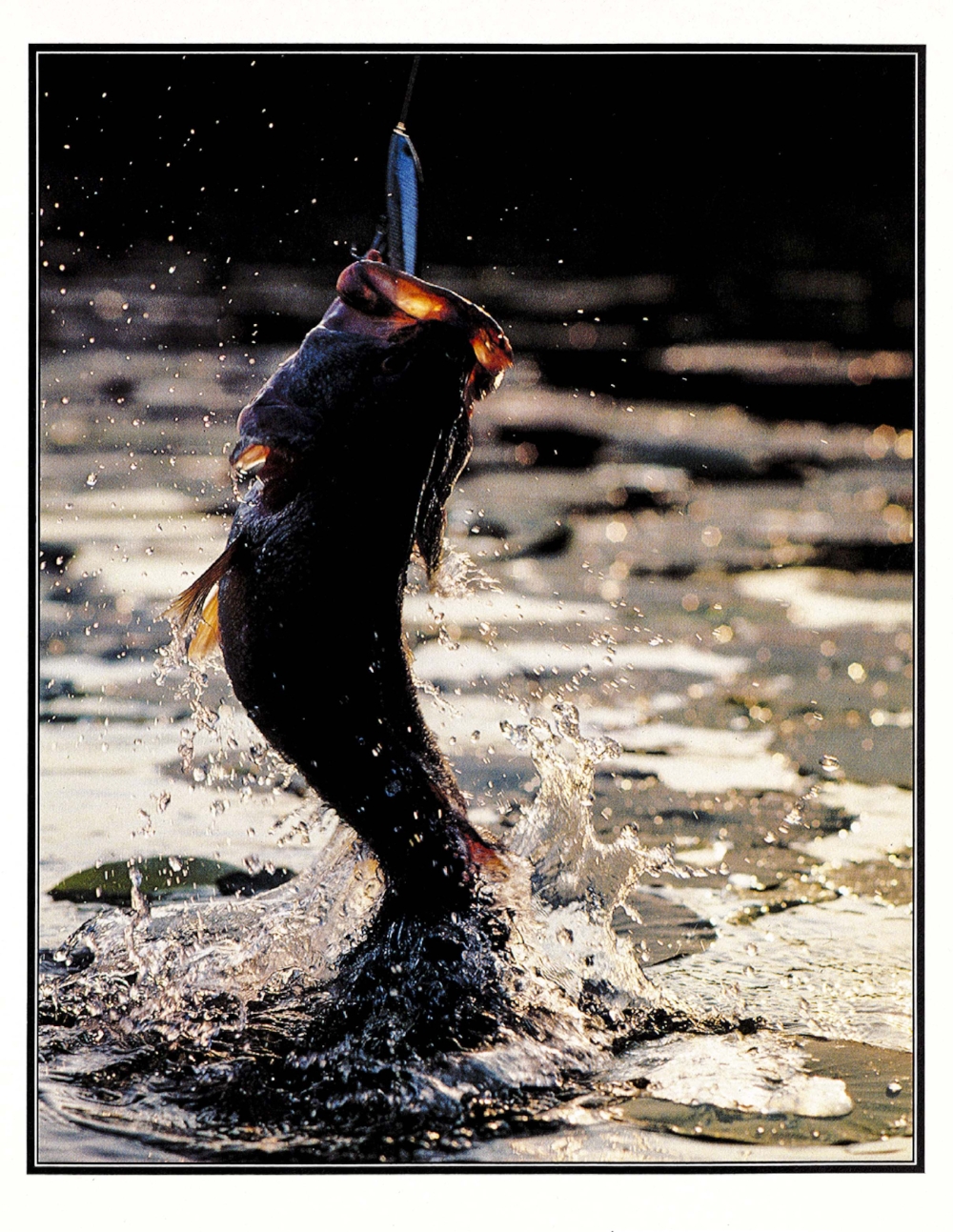 South Carolina Wildlife,&nbsp;March-April 1982 -- page 19