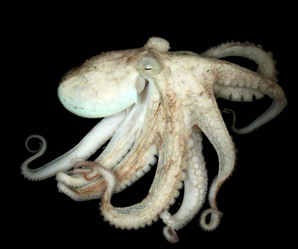 Ask a Marine Biologist: Close Encounters of the Molluskan&nbsp;Kind