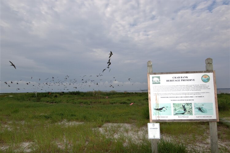 Coastal bird conservation continues as start date for Crab Bank restoration draws&nbsp;near