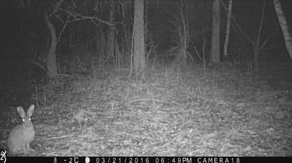 Night shot of a hare sitting in the woods looking toward the trail cam.