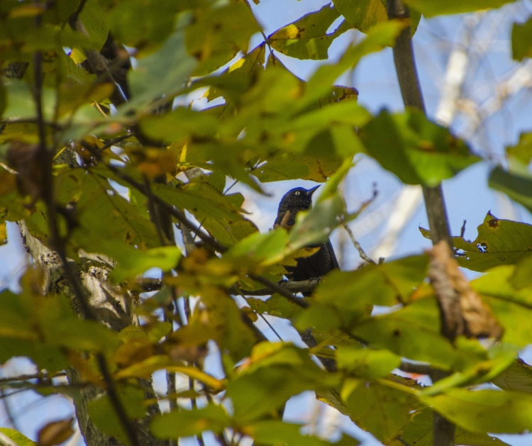 I hadn't ventured very far down the trail when I spotted this guy hiding in some hardwoods.&nbsp;(SCDNR photo by David Lucas)