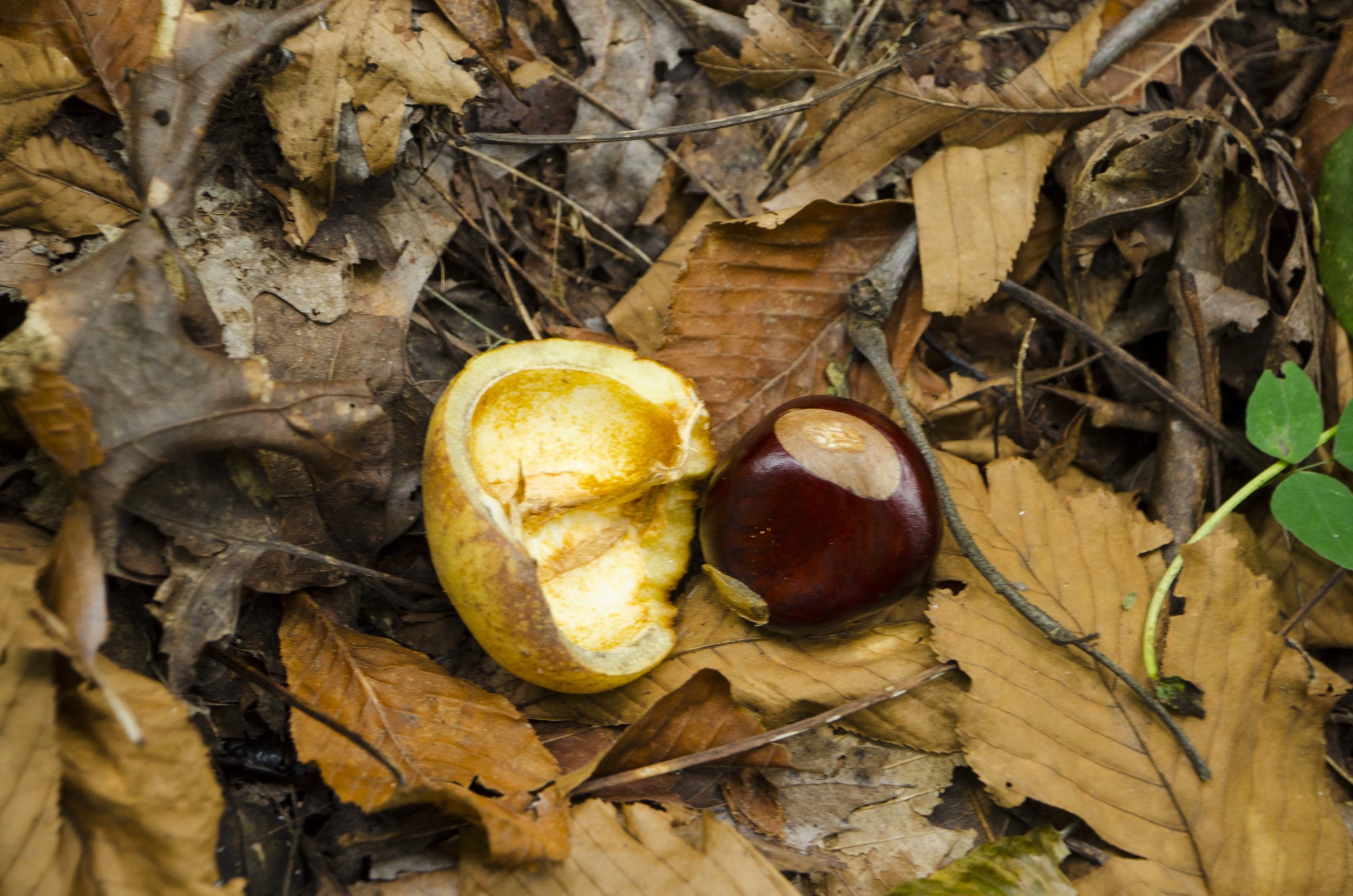 Reedy Cove Falls for Blog by DLucas.JPG