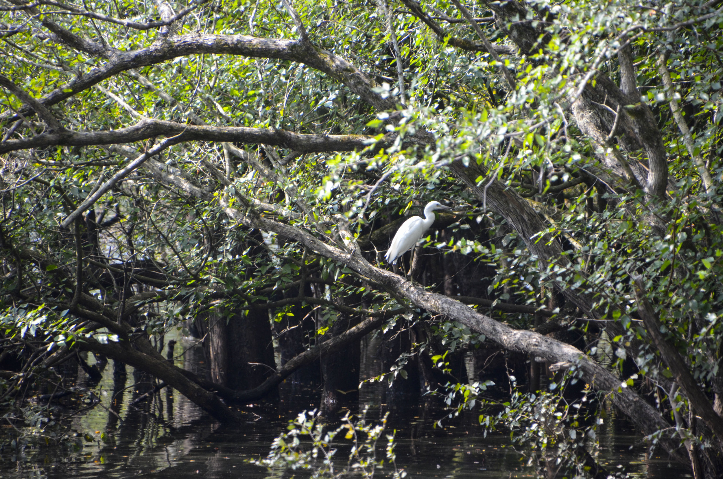  This egret and another on visited the landing while I was there. 