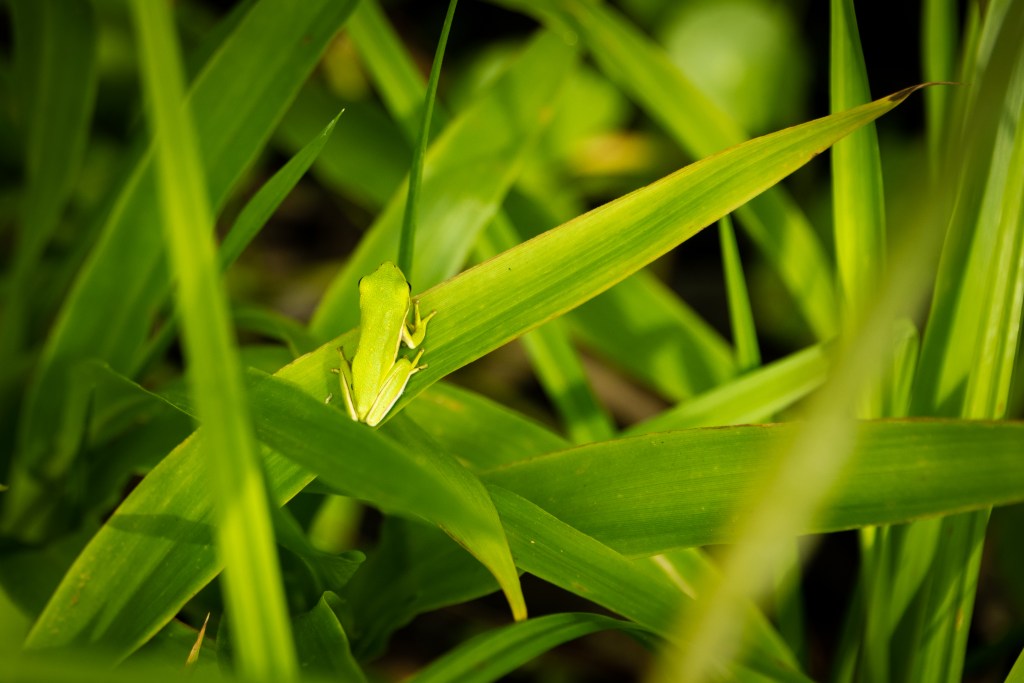 Celebrate 2025 SC Stewardship Week&nbsp;Outdoors!